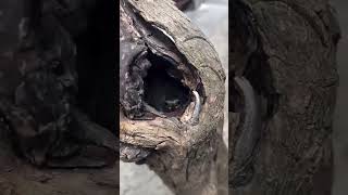wait for end #short#viral#tridending #waitforend