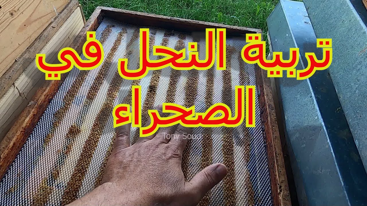 افضل طرق تربية النحل في الصحراء .