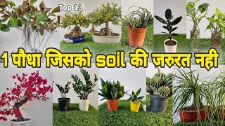 1 पौधा जिसको soil कि जरुरत नही | 13 plants that can grow in less water by The One Page 45,576 views 8 months ago 12 minutes, 40 seconds