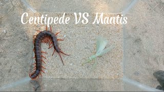 Centipede VS Mantis | Rết và Bọ Ngựa