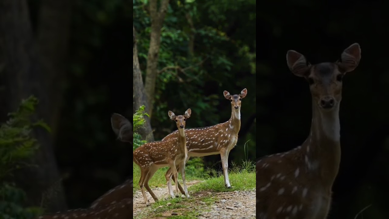 wait a minute I am coming for hunt 