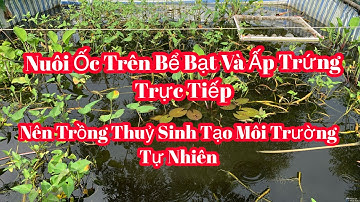 Ốc Nhồi Bạc Liêu_I Vũ Trần- Nuôi Ốc Bể Bạt - Ốc Đẻ Và Ấp Trực Tiếp Xuống Bể