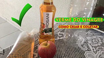 Como surge o verme do vinagre?
