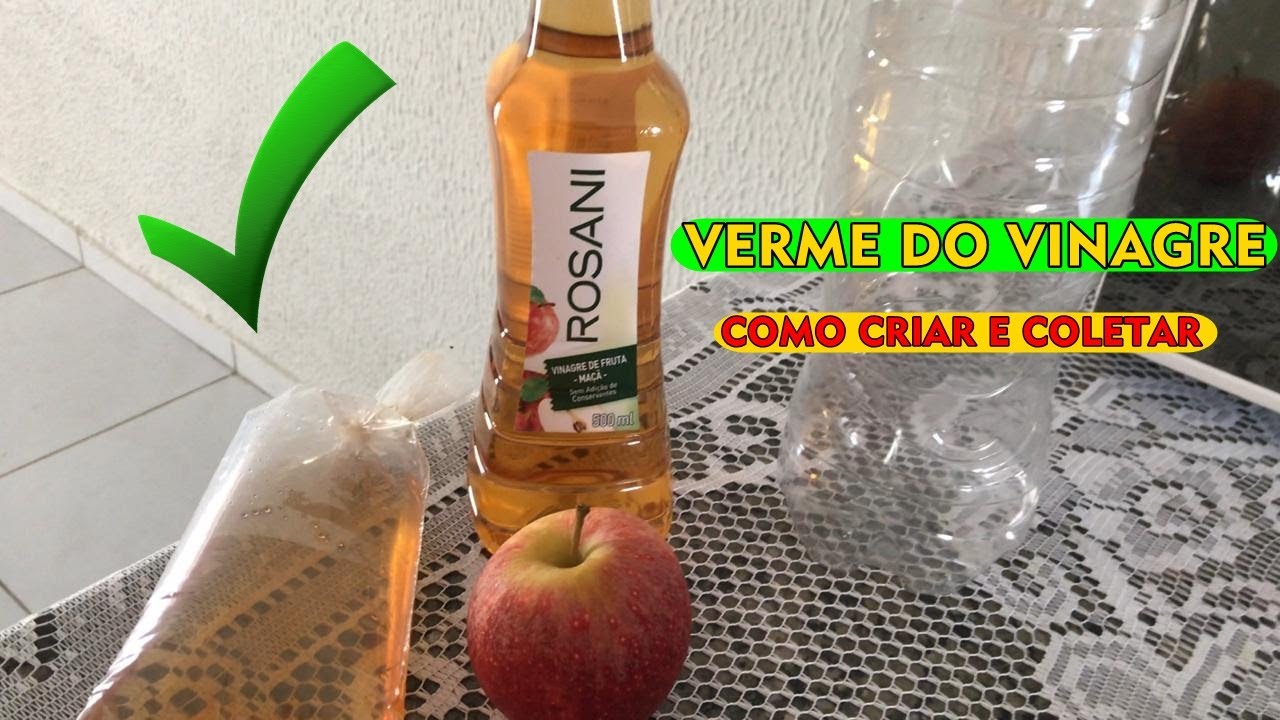 Como criar Vermes do Vinagre [Passo a Passo]