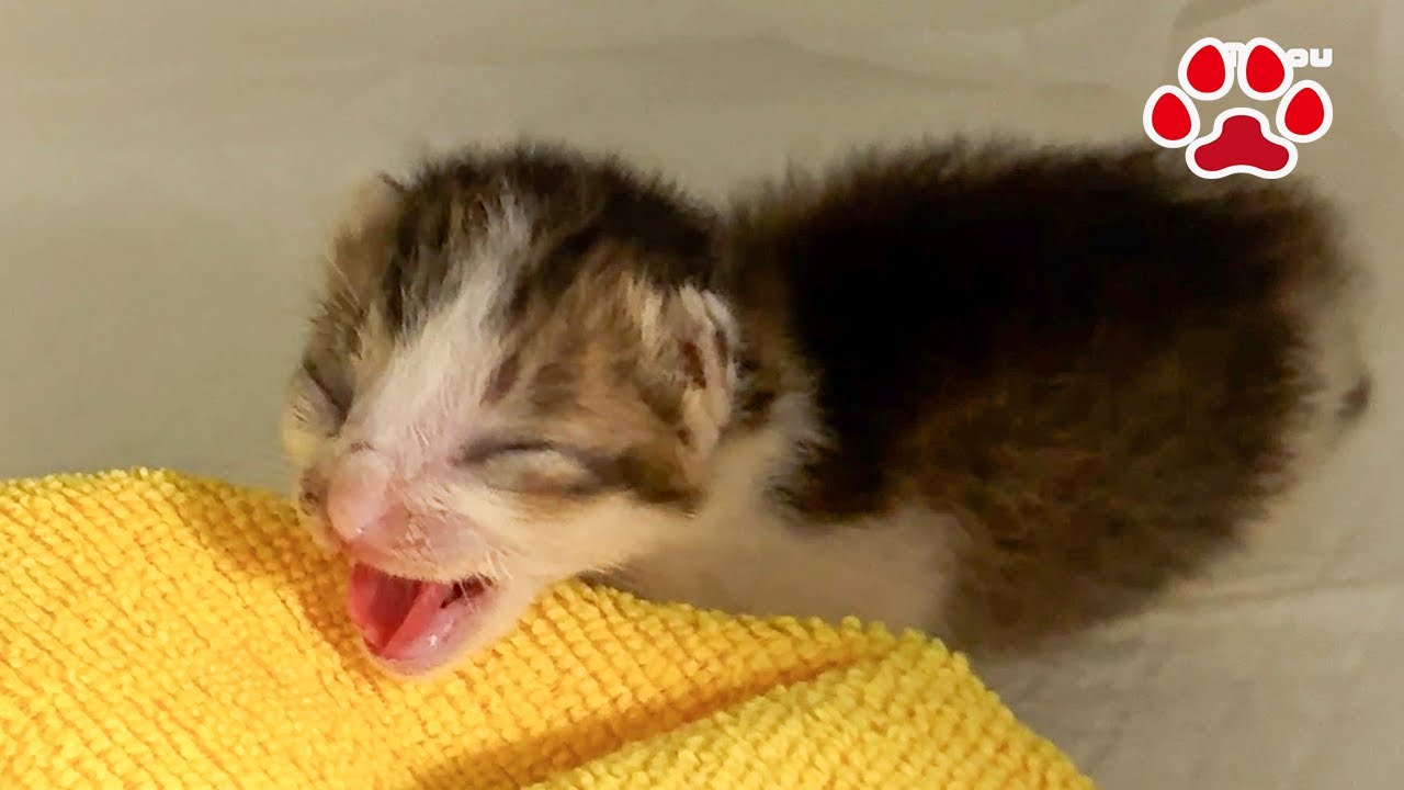 Новорожденный и яростный!? Агрессивное поведение котенка с еще не открытыми глазами