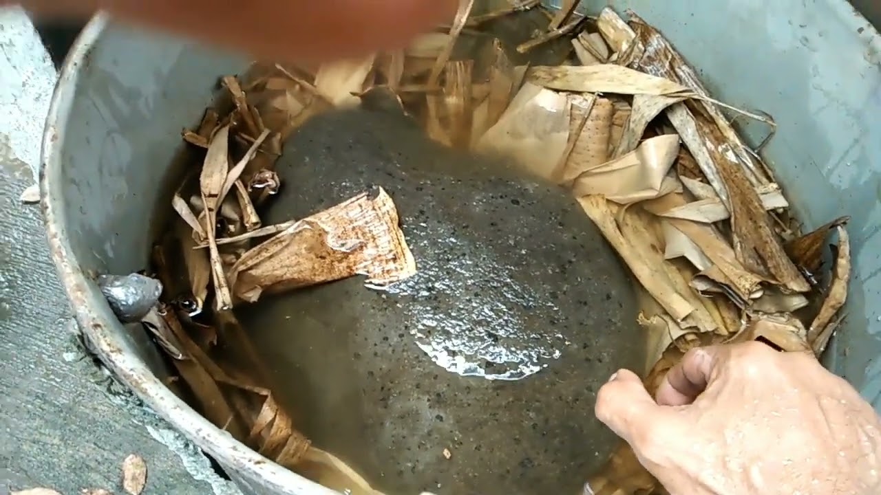 Nagtanim ako ng kabuteng saging gamit ang tuyong dahon ng saging at katawan nito...