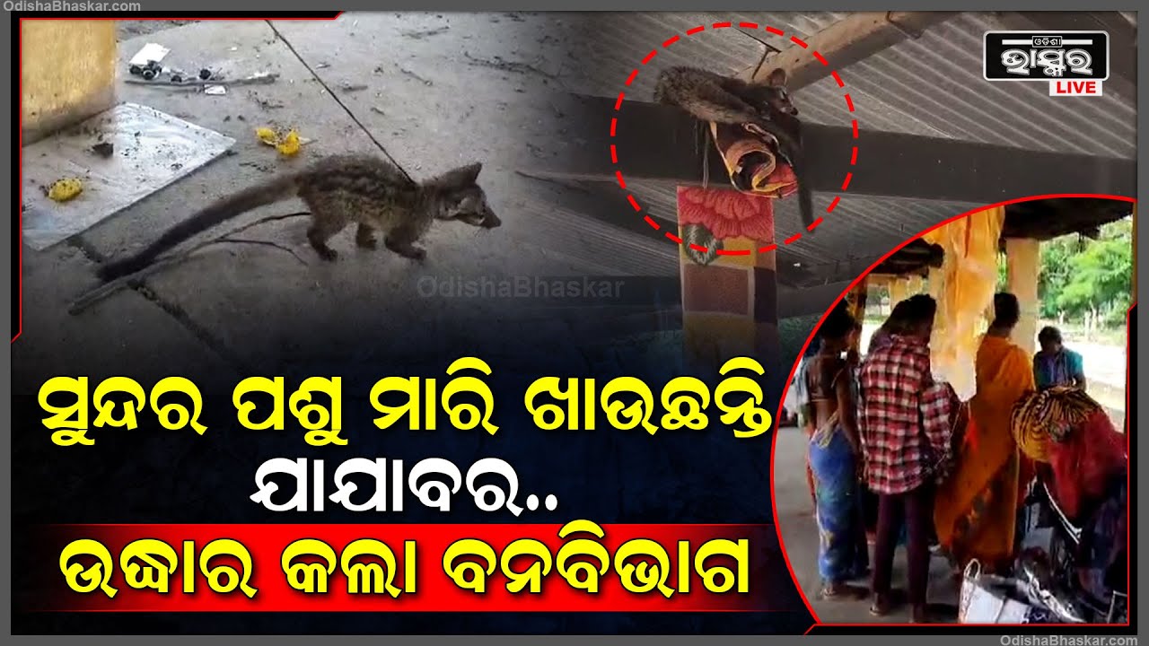 ଏହି ଦୁଇ ପଶୁକୁ ଖାଇଥାନ୍ତେ ଯାଯାବର..ଖବରପାଇ ମାଡିବସିଲା ବନ ବିଭାଗ...ଉଦ୍ଧାର କଲା 2ଶାଳିଆ ପତନି