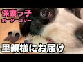 保護っ子ボーダー・里親様へ幸せをつかみました【45日目最終日】