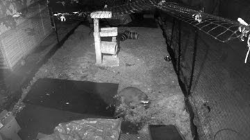 Racoon Heist Gone Wrong!