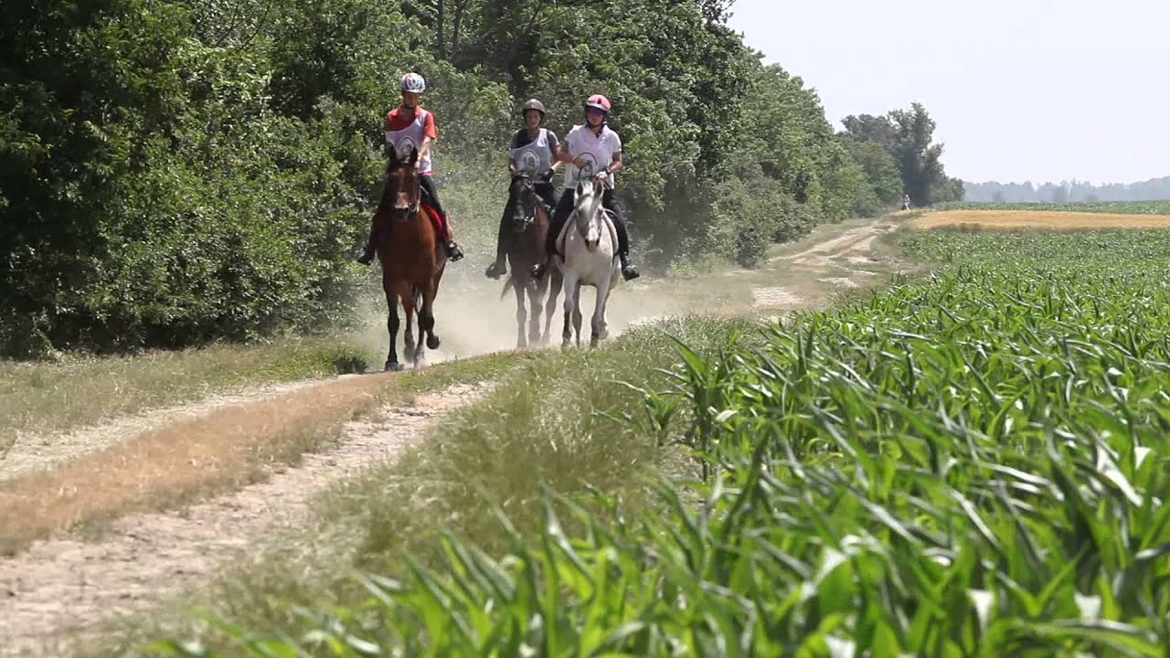 III. Solt Kupa Távlovas Verseny / III. Solt Cup International Endurance Competition