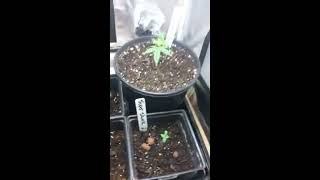 Grow#1 video#6