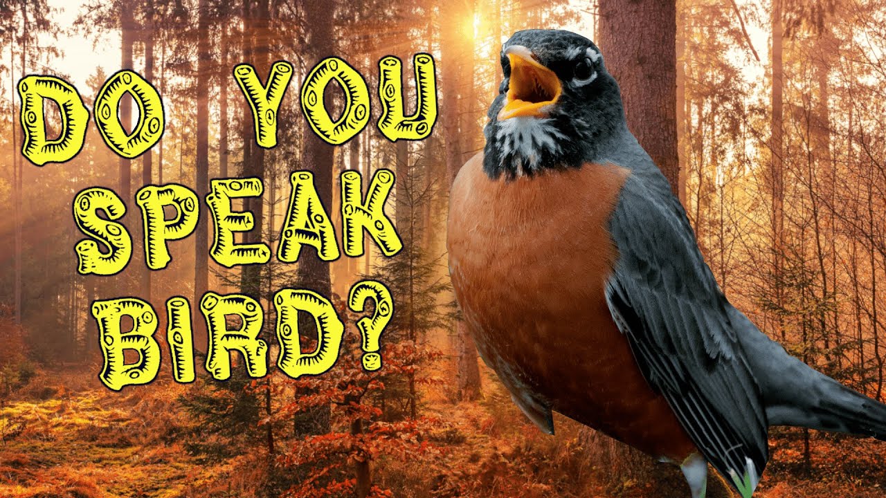 birds understand humans wild bird window wild birds human language