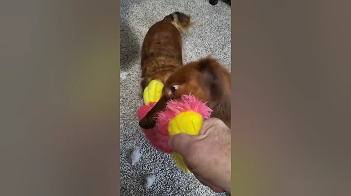 Millie Woo & Chip New Year's Eve Duck Fight!