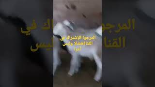 حولي العيد الأضحى 2023