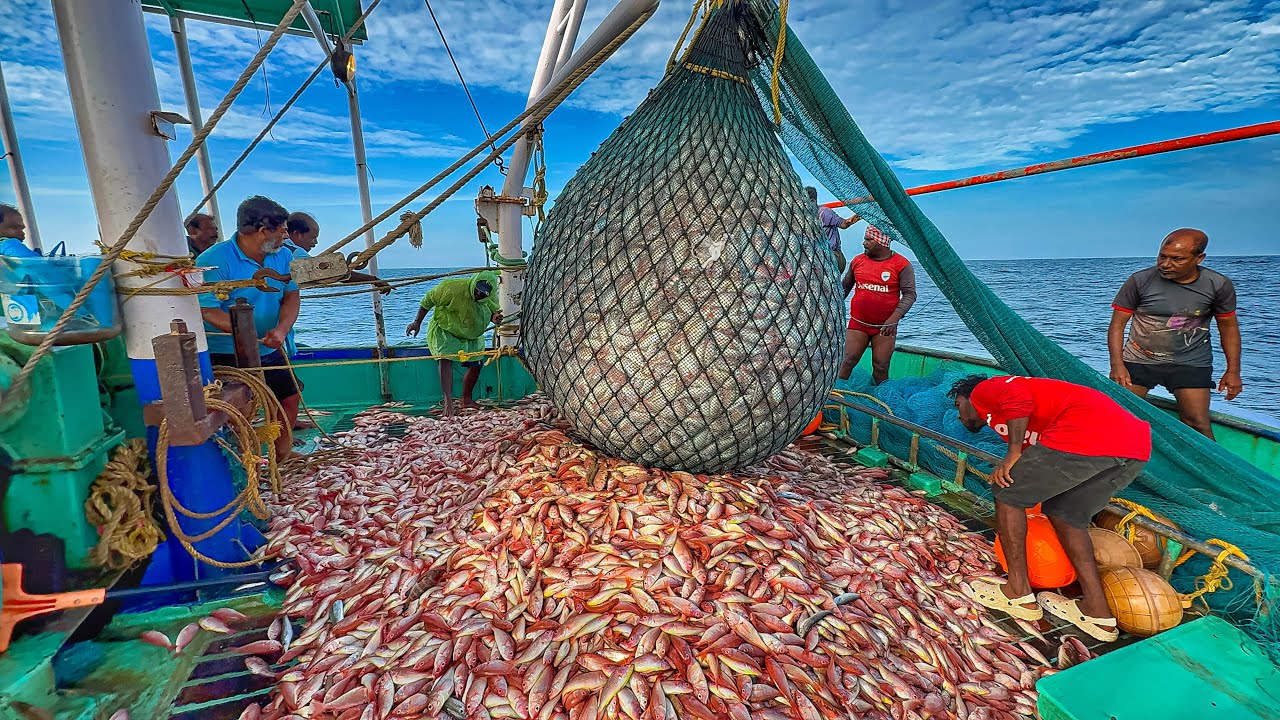 MONSTER FISHING 🤩 We caught 3 Tons of kili fishes | Very dangerous work😱 | UNCUT VIDEO.