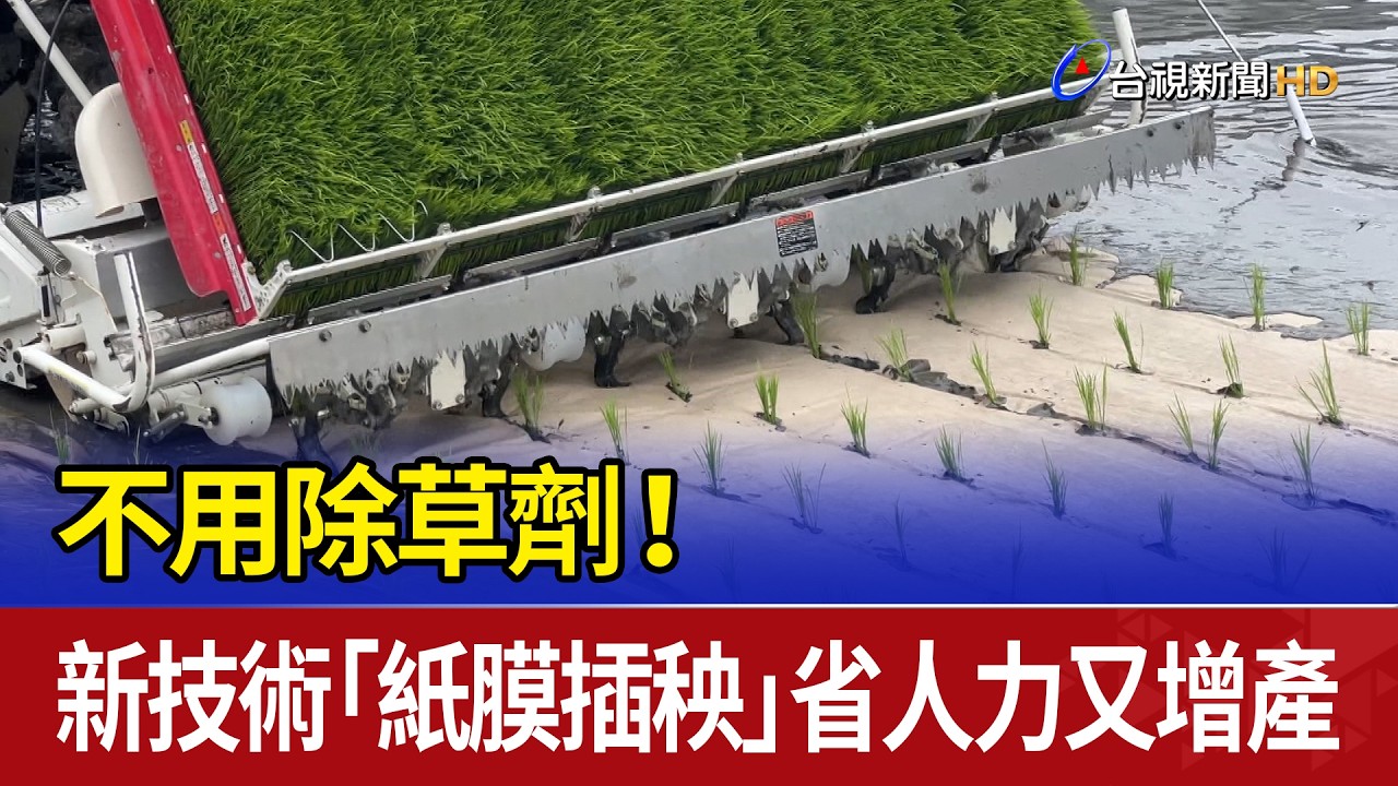 不用除草劑！ 新技術「紙膜插秧」省人力又增產
