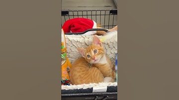 @garfieldthacat: All is calm, all is purr 🧡🎄 Happy friday fur-ends 🫶🏼 🐾 🐾 #cat  #catlover #kitty