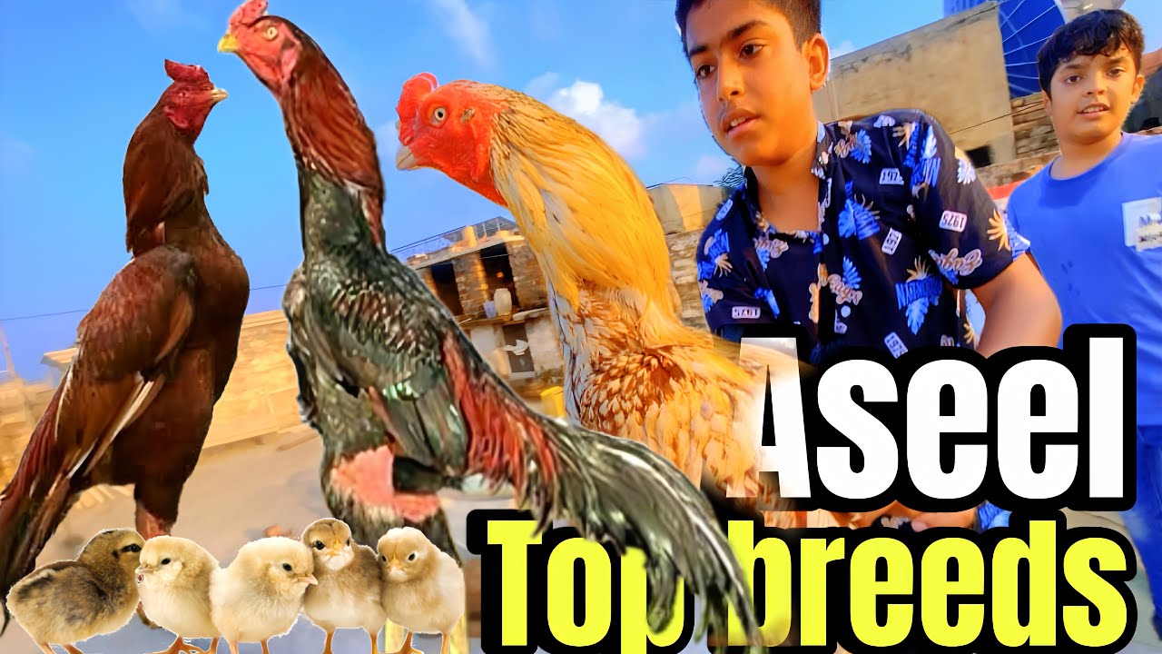 Pakistan Mian Rohan Aseel top breeds || puray Pakistan ma ni milygay || Rohan pet house ...