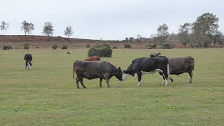 Ashurst Country Walk Scenery - New Forest Hampshire Walks - Tour England Walking Holidays UK