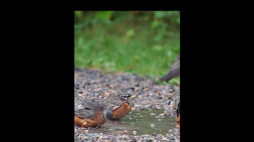 Robins Splashing and arguing in the Rain #robin  #birdwatching (Full Video Link in Description)