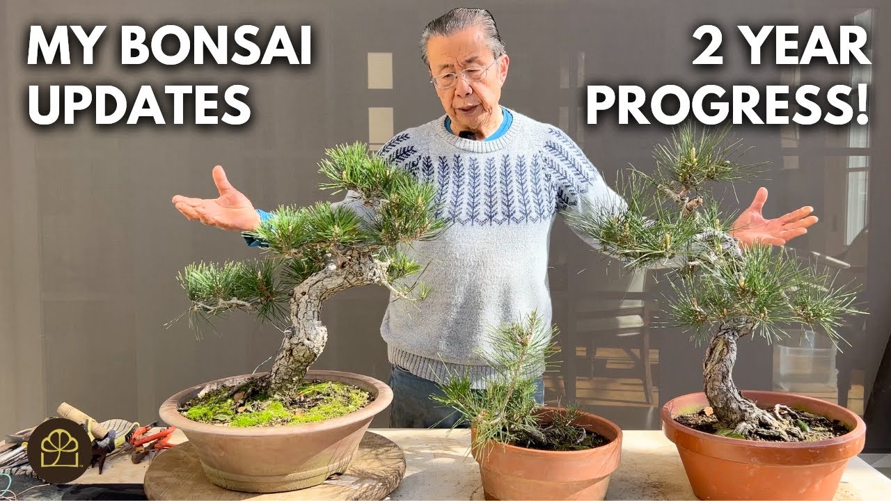 Bonsai Techniques: 2 Year Transformation from Sapling to Old Bonsai (Japanese Black Pine)