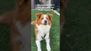 The Comment With 0 Likes Gets A Free Box Of Pet Supplies