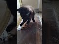 Adorable kitten playing by himself.  #cat #catshorts #subscribe #shorts #blackcatshort