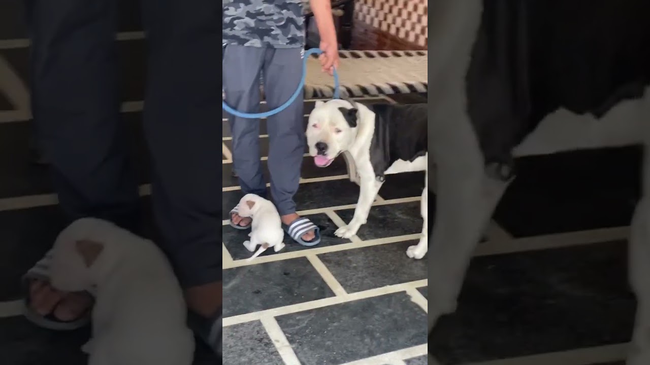 low price american pitbull puppy for sale #lowprice #pitbull #pitbulldog #sourabhkennel