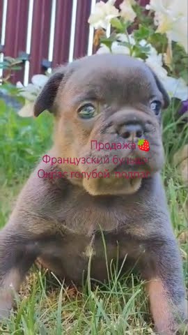Порода Французский бульдог. Д.Р. 8.06.24г. Мальчик. голубой-подпал ...