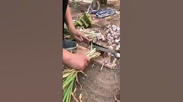 Green onion roots cutting process #machine #goodtools #shorts