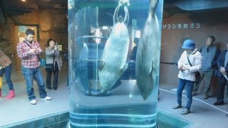 旭山動物園、冬の営業開始 寒さに強い動物、生き生き