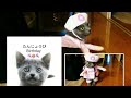 たんじょうび 😺🎉 1さい (1st Birthday) (ロシアンブルー RussianBlue)