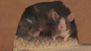 Vlog #14 Flower has Visitors