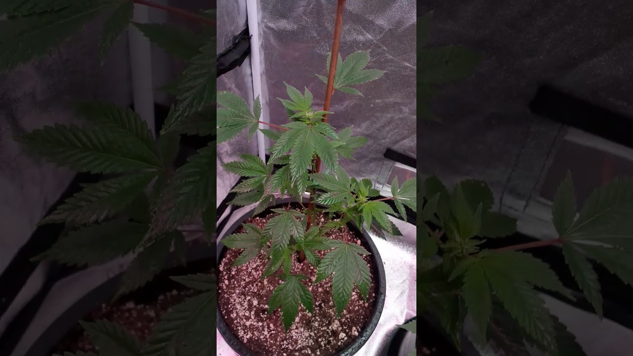 Nirvana seeds original glue week 2 flower day 14 YouTube