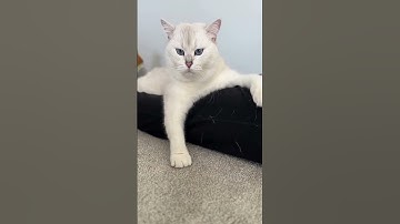 Cracking the Code: How Cats Express Love | #CatsLove #DecodeTheCuddle