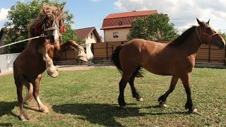 КОНІ НА ПРОДАЖУ/Коні Ваговози/horses in Ukraine