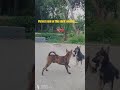 💙💙💘 𝕓𝕖𝕤𝕥 𝕗𝕣𝕚𝕖𝕟𝕕 𝕗𝕠𝕣 𝕞𝕖𝕙 👁❤#animallovers #morningtalk #love #life #humanityfirst #shortvideo