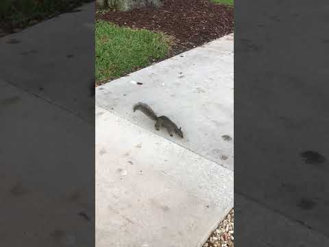 Ralph the turtle getting a snack