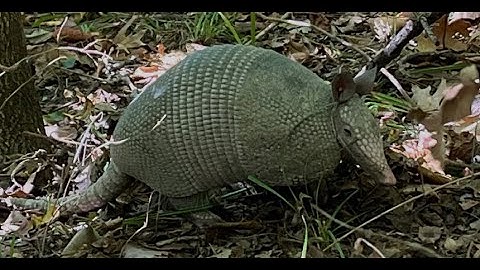 Music That Plays When You Encounter An Armadillo