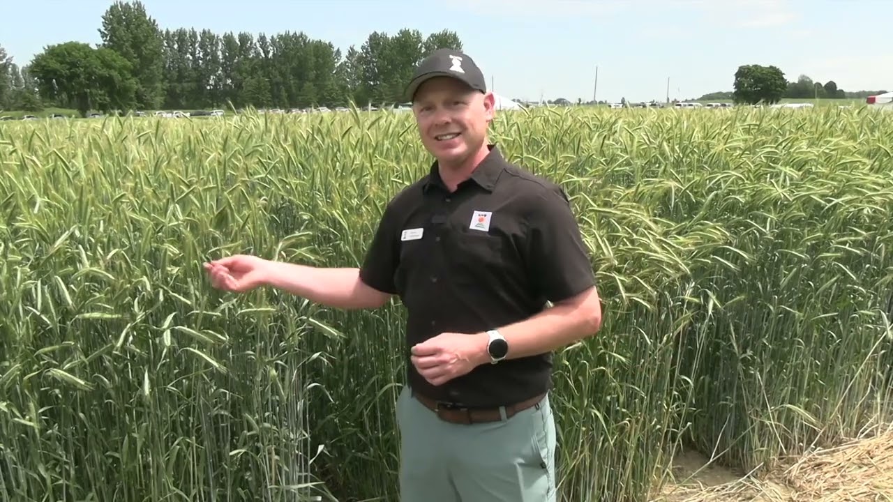 New generation of hybrid rye brings breeding innovation to the field