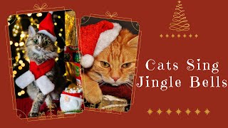 Cats Sing Jingle Bells | Cats Singing Song