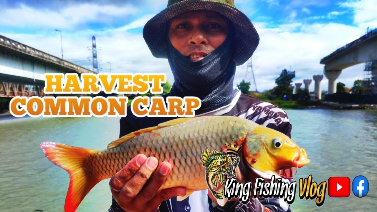 Carp Fishing in the Philippines | Harvest Carp using my experimental Rig