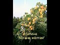 The yellow raspberry Twotimer Sugana - YouTube