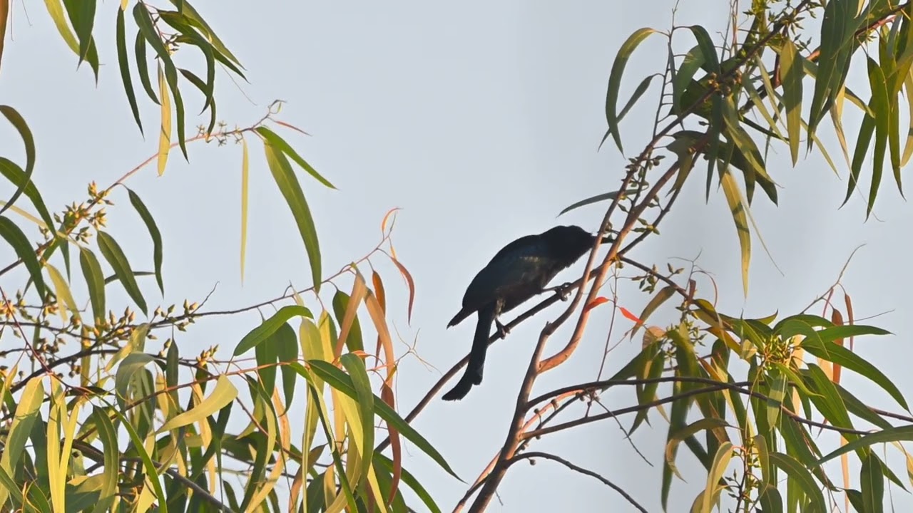 Hair Crested Drongo 24 12 2025 U0H