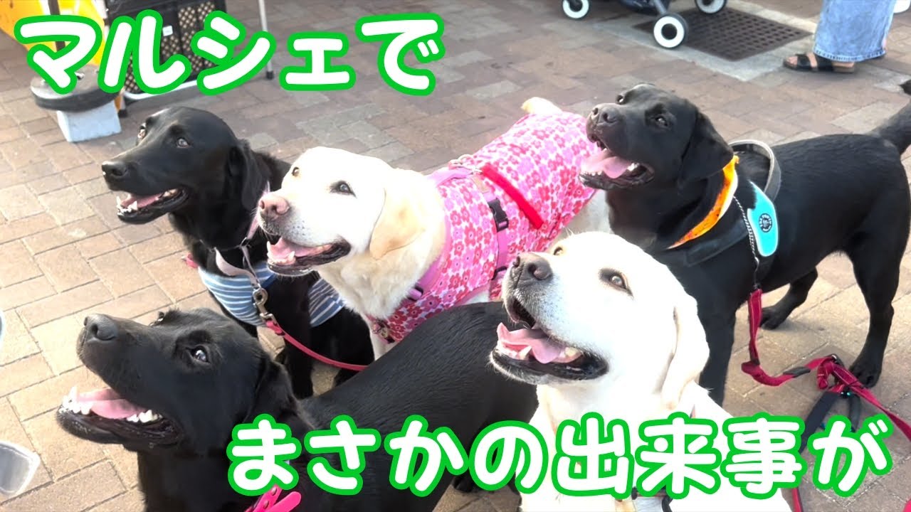 まさかの出来事！？吠えたことがない大型犬が...