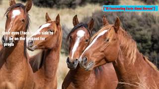 15 fascinating facts about horses 2022 by Pet Waw 452 views 1 year ago 4 minutes, 58 seconds