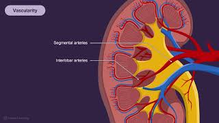Renal Ultrasound How To Recognize Kidney Anatomy U0026 Doppler Patterns