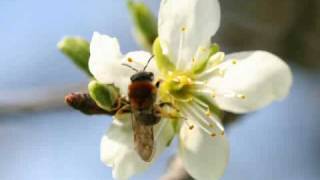 bumblebee on appletree.AVI