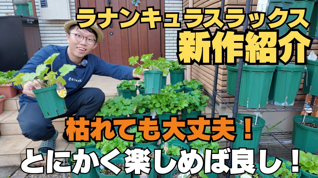 再*園様 34☘️一年管理☘️激レア☘️小輪⭐️超スーパー多弁⭐️ラナンキュラス Finally a second season? I got a new species of Ranunculus Lux