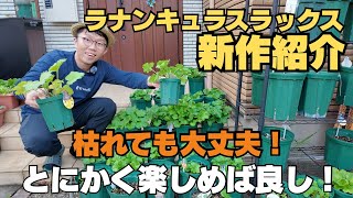 再*園様 34☘️一年管理☘️激レア☘️小輪⭐️超スーパー多弁⭐️ラナンキュラス Finally a second season? I got a new species of Ranunculus Lux